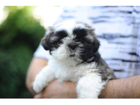 Anne altından harika safkan shih-tzu bebekler