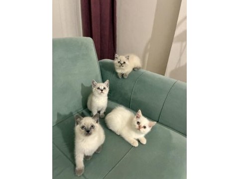 Mükemmel güzellikteki british shorthair yavrular