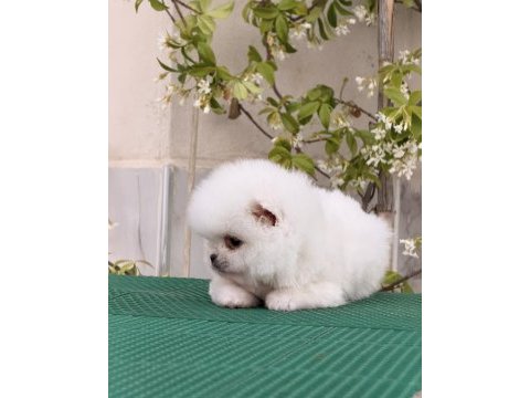 Pomeranian bobby