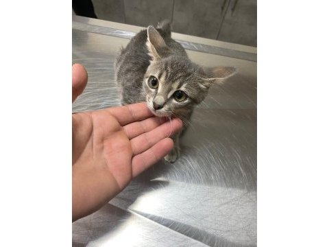Kocaeli üç patili fabrika kediciğine yuva arıyoruz