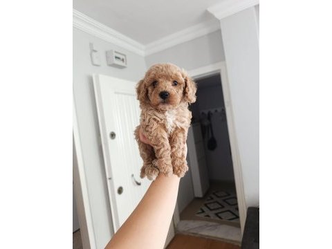Maltipoo yavru köpekler