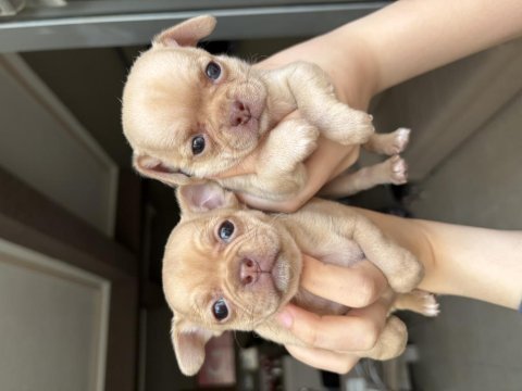 1.5 aylık orijinal chihuahua yavruları