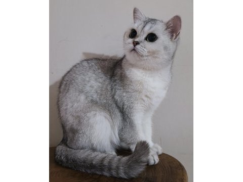 Scottish straight shorthair ns11 dişi