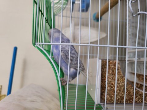 5 aylık alışkın dişi muhabbet kuşu