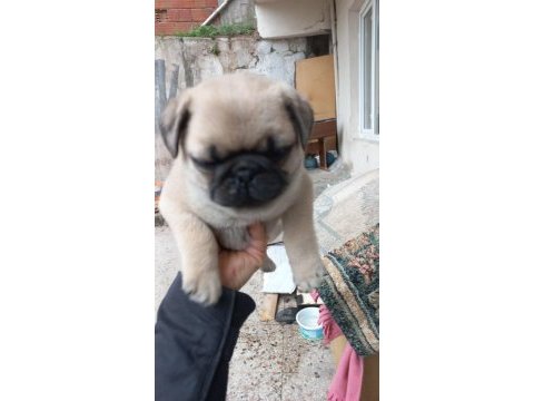 Pug sevenler