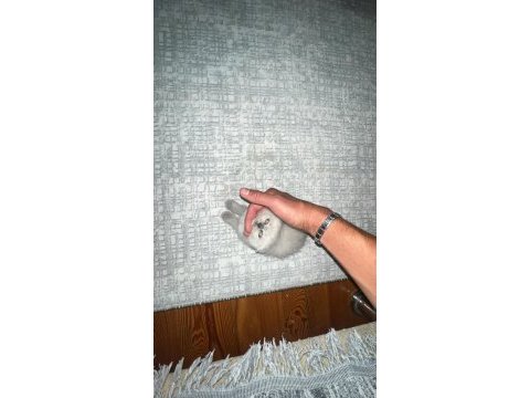 Blue point yavru british shorthair