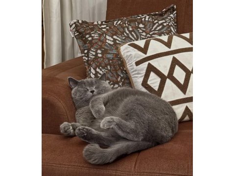Ücretsiz british shorthair kedisi