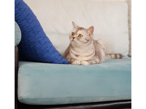 Evimizin bıçırık fındığı british shorthair