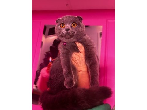 Safkan scottish fold 8 aylık dişi