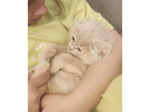 British longhair ve scottish fold kırması