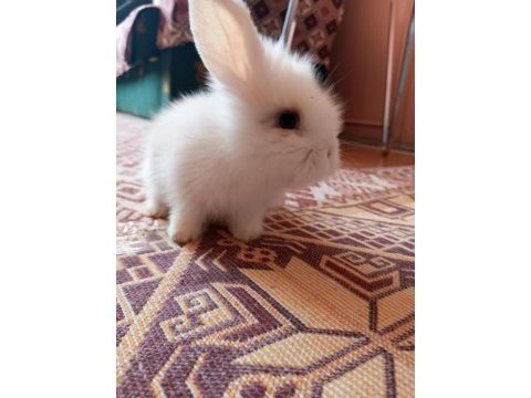 Hollanda lop tavşanlar