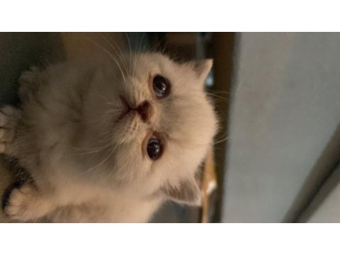 British 1 aylık kedi