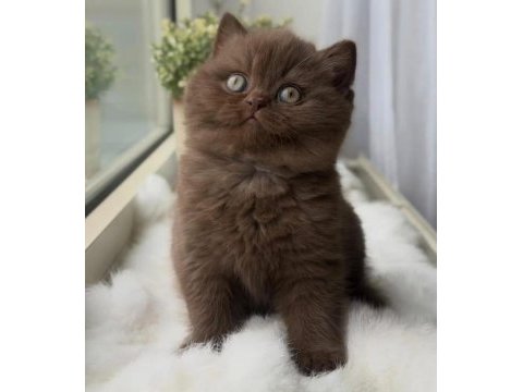 Chocolate british shorthair