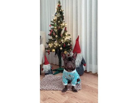 Micro french bulldog
