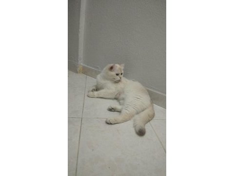 Takip şartıyla ücretsiz sahiplendireceğim british shorthair