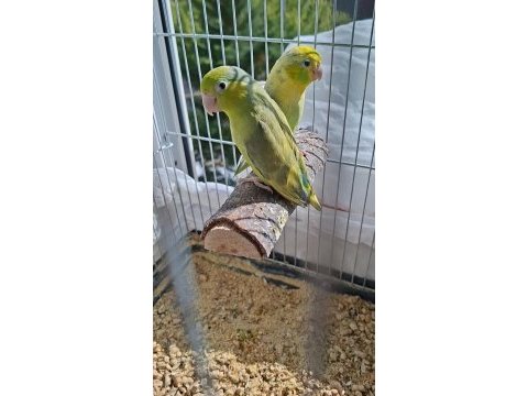 1,5 yaşında yavrudan eşleme pied forpus çifti