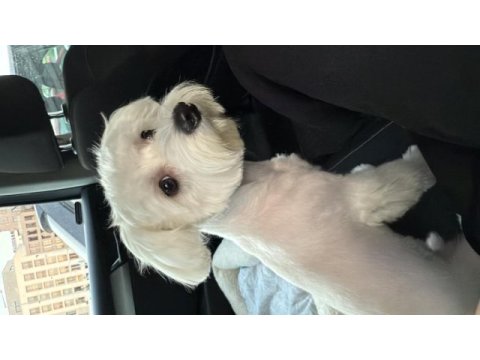 Maltese terrier 7 aylık