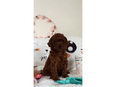 Teacup poodle yavrumuz