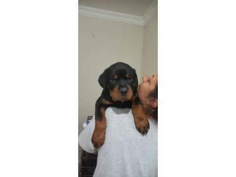 A şecere türkiye grand şampiyonu rottweiler yavruları