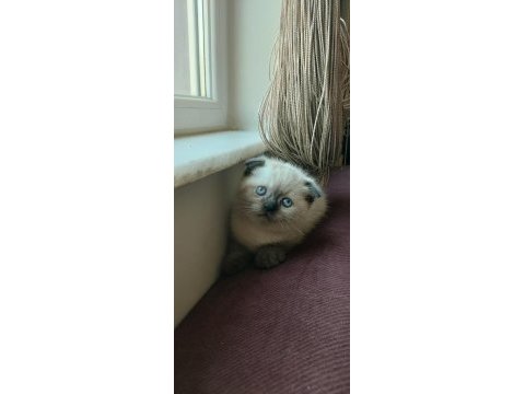 Scottish fold erkek blue point