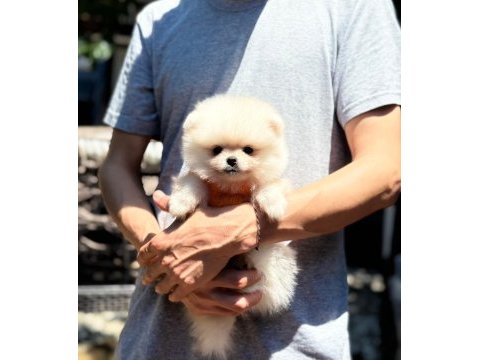 Sağlık ve ırk garantili pomeranian