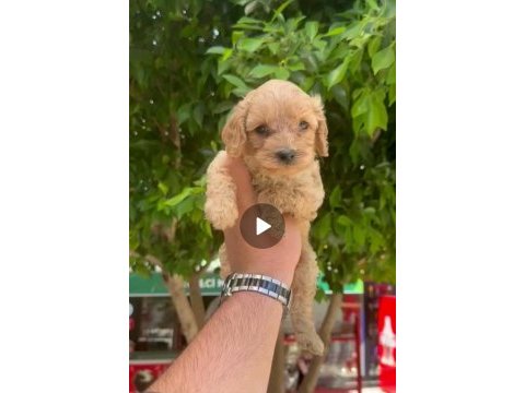 45 50 günlük 3 erkek 1 dişi maltipoo yavrularımız