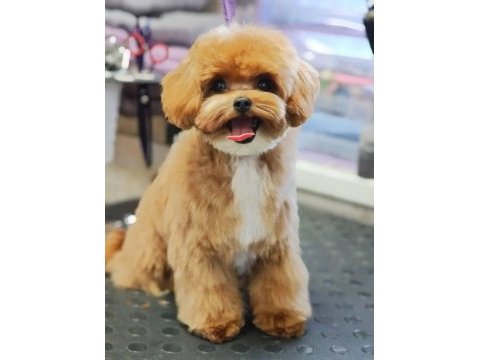 Maltipoo puppy
