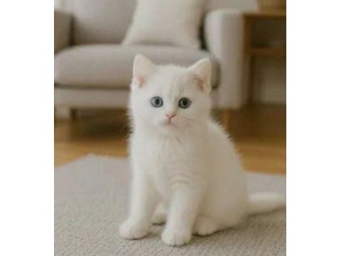 British shorthair beyaz yavrular