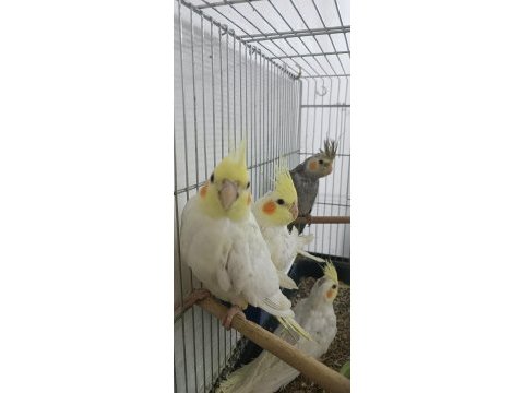 Yeni yem atlamış tüylerini tamamlayan 4 yavru saf kan sultan