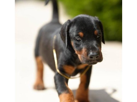Can dostunuz doberman kapıda ödeme mevcuttur