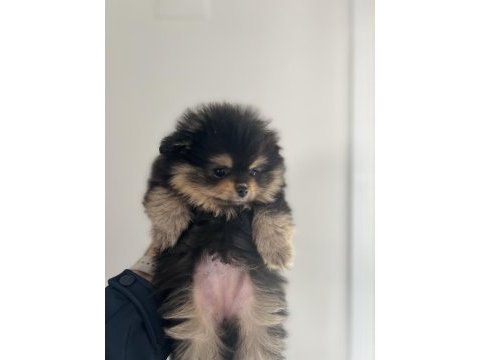 Bölgenin en iyi ve en kaliteli saf pomeranian ırkı