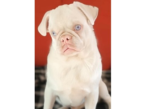 Platinum pink pug mops