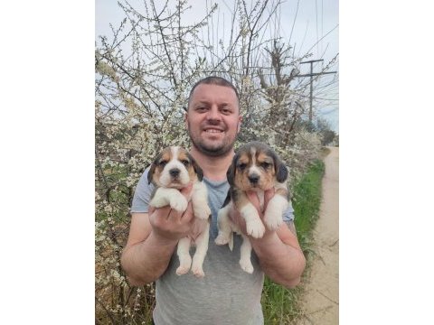 Beagle yavrular