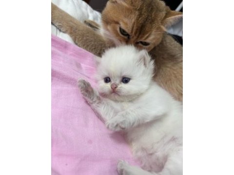 Merhaba ben british longhair chanel