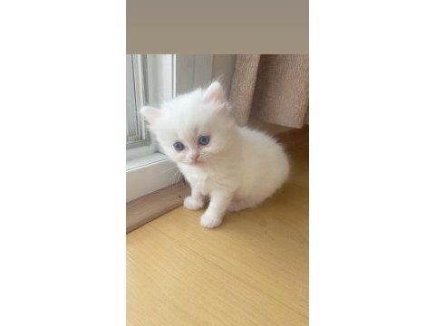 Pamuk kızımız sütten kesildi