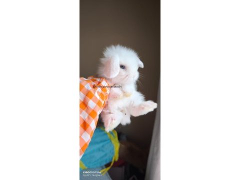 Evcil beyaz lop ve cüce tavşanlar