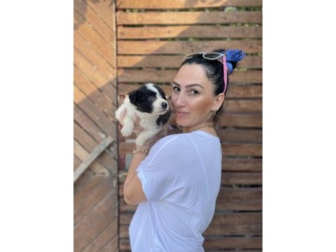 Border collie yavrularım sağlık ve ırk garantilidir