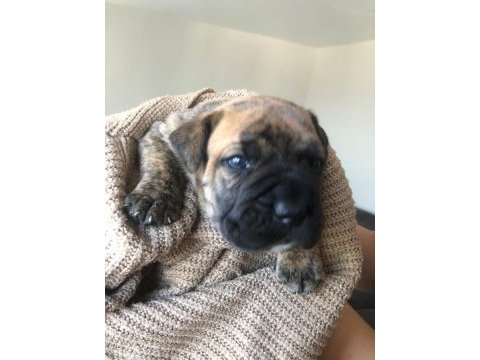 Safkan presa canario yavrular