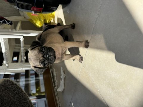 Irk garantili 2 aylık pug mops