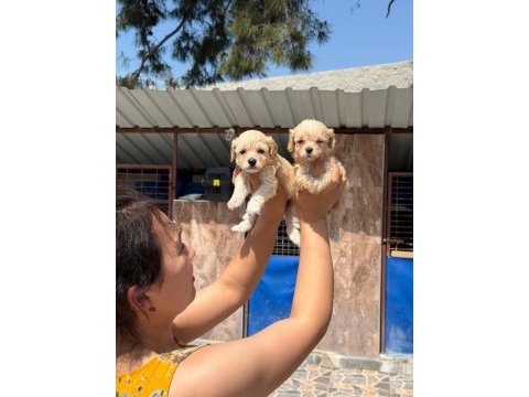 Maltipoo yavru köpekler