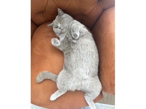 British shorthair oğlumuza yuva arıyoruz