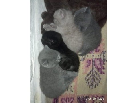 British shorthair renk renk yeni yavrular