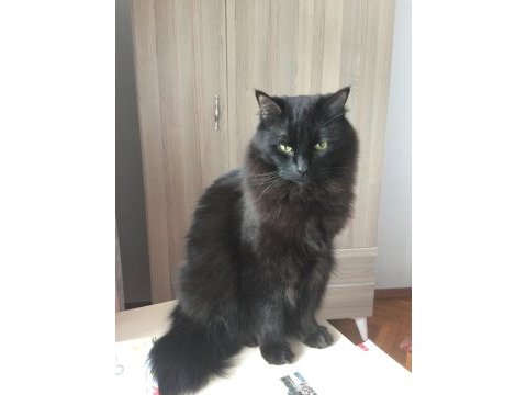 Muhteşem siyah güzellik bombay