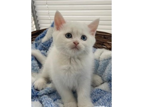 Acil sahiplendirme british shorthair