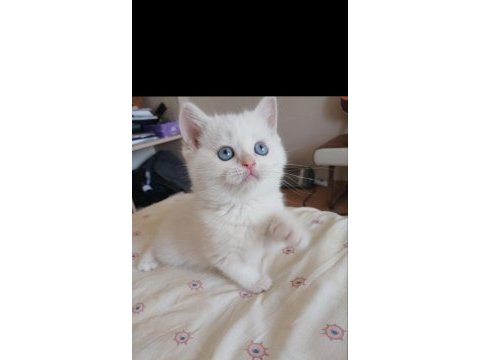 British shorthair erkek yavru