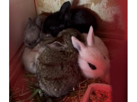 Cüce aslanbaş hollanda lop yenizellanda tavşan yavruları