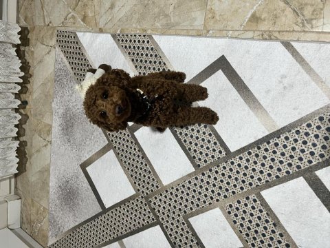 9 aylık toy poodle