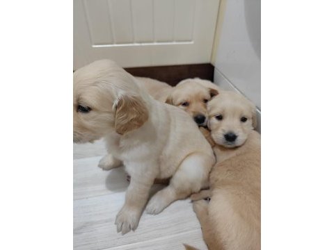 Golden retriever köpeği