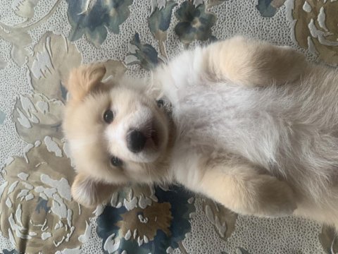 Ücretsiz sahiplendirme köpeğimiz