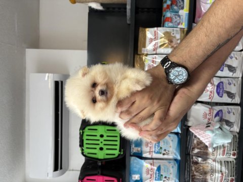 Pomeranian boo prensesimiz
